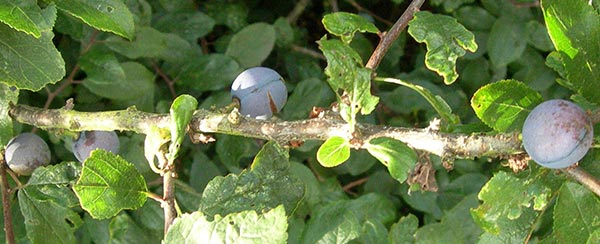 Sloe berries