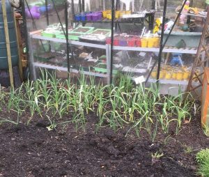 Vegetable plot with greenhouse