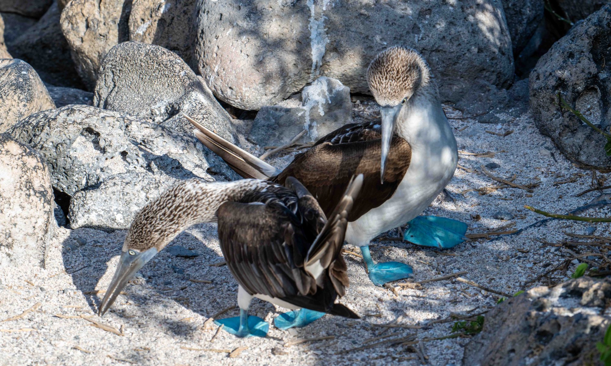 Pair of blue footed boobies, seabirds with bright blue webbed feet