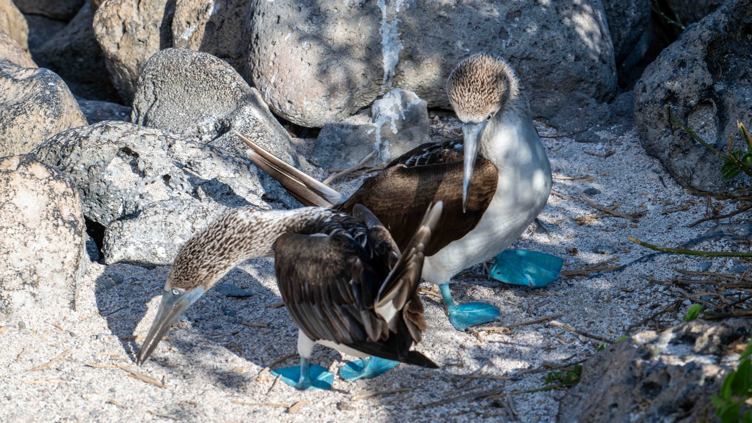 Pair of blue footed boobies, seabirds with bright blue webbed feet