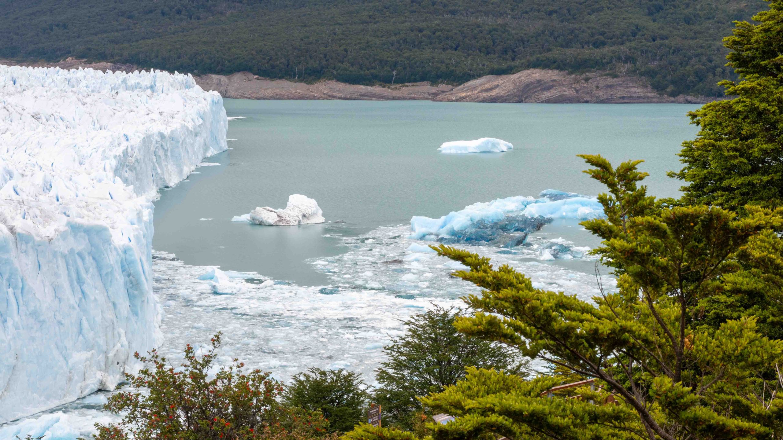 Receding glacier and fir trees