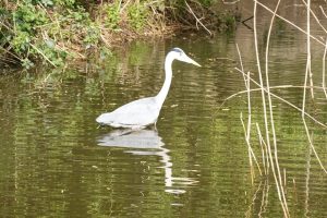 Grey heron wading in water with reeds in background